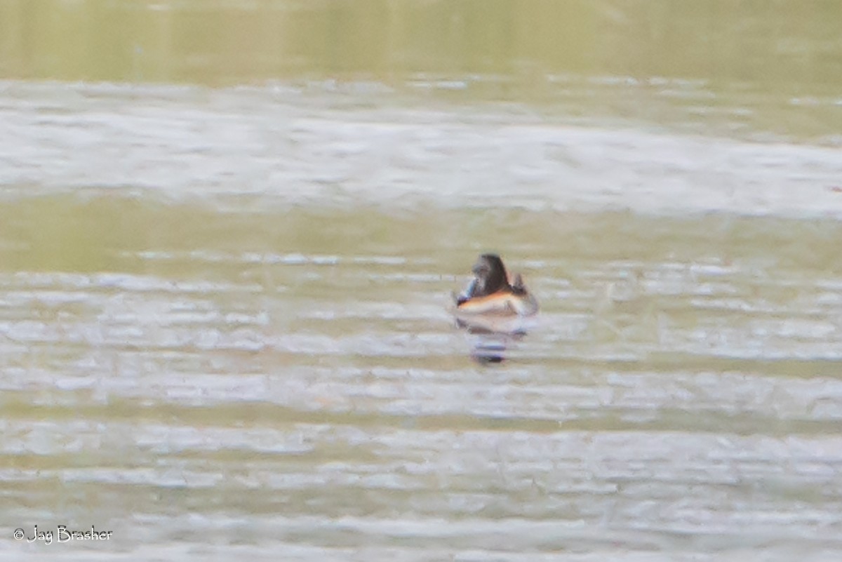Fuligule à collier - ML646768713