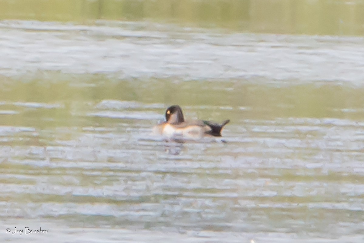 Fuligule à collier - ML646768714