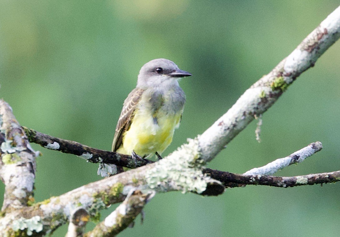 Tyran mélancolique (melancholicus/despotes) - ML646768718