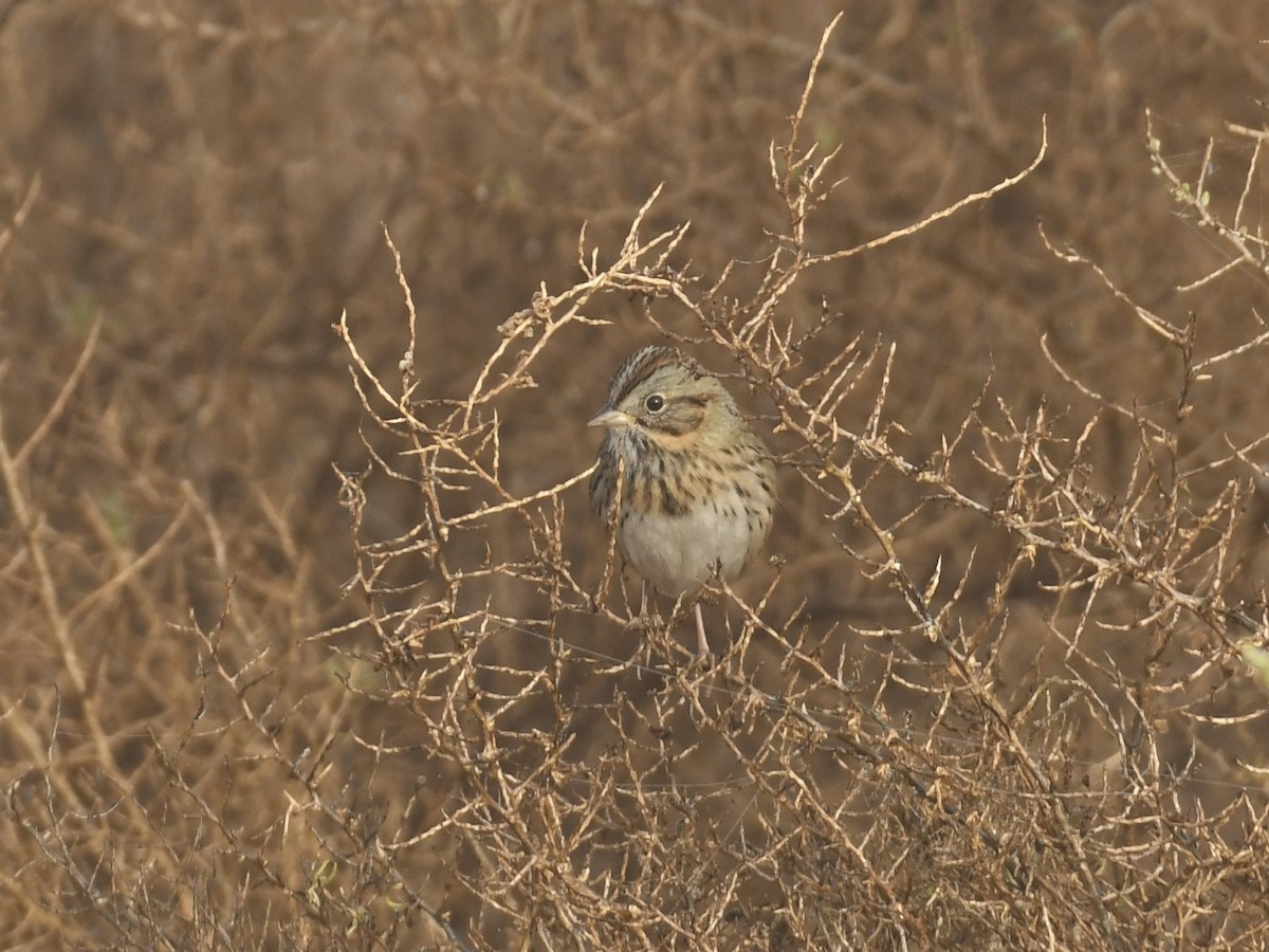 Lincoln's Sparrow - ML646768720