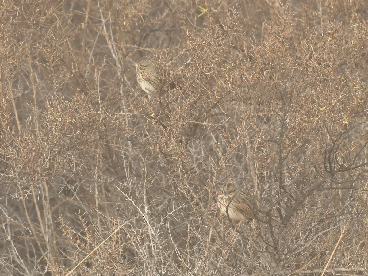 Lincoln's Sparrow - ML646768722