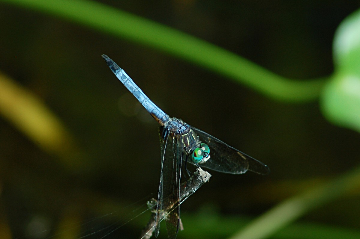 Blue Dasher - ML646768728