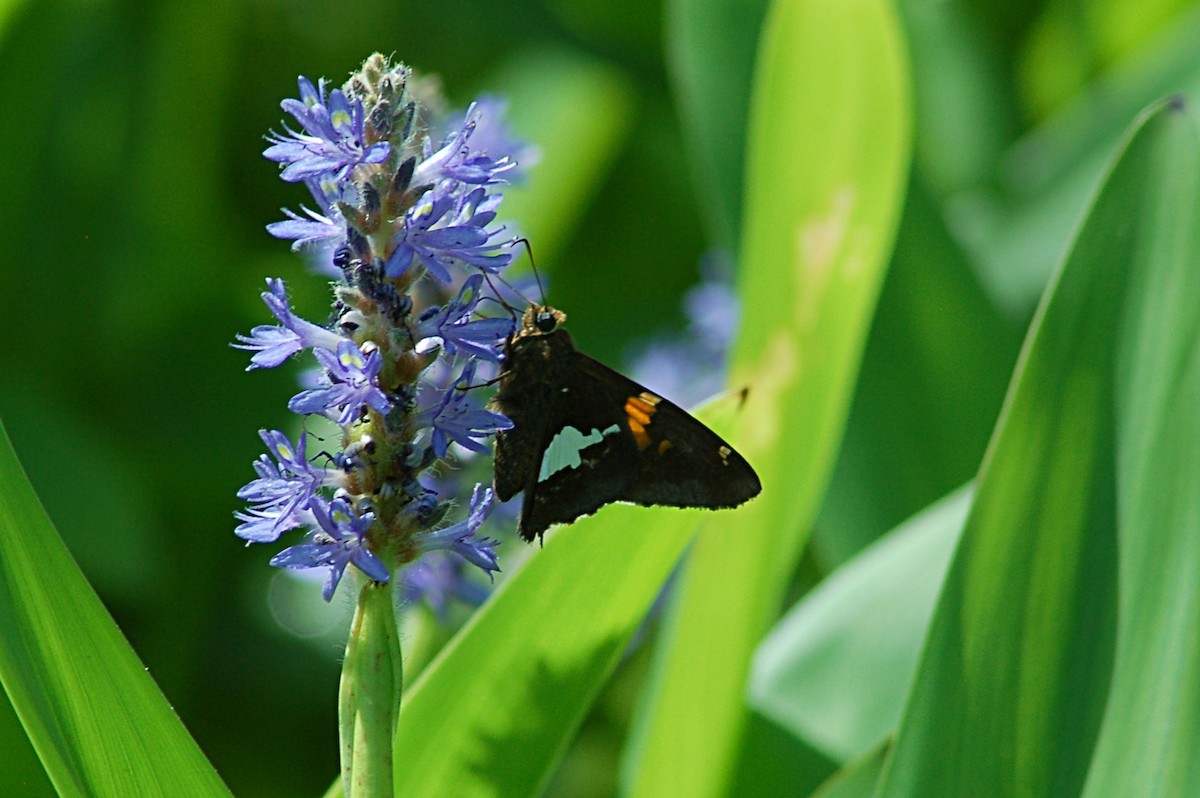 Silver-spotted Skipper - ML646768729