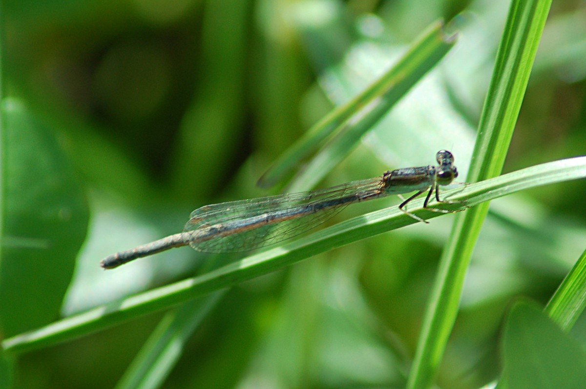 Citrine Forktail - ML646768730