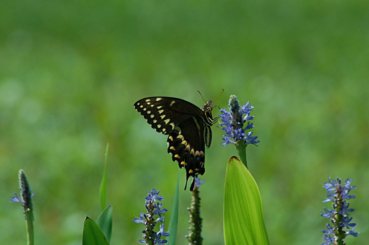Palamedes Swallowtail - ML646768731
