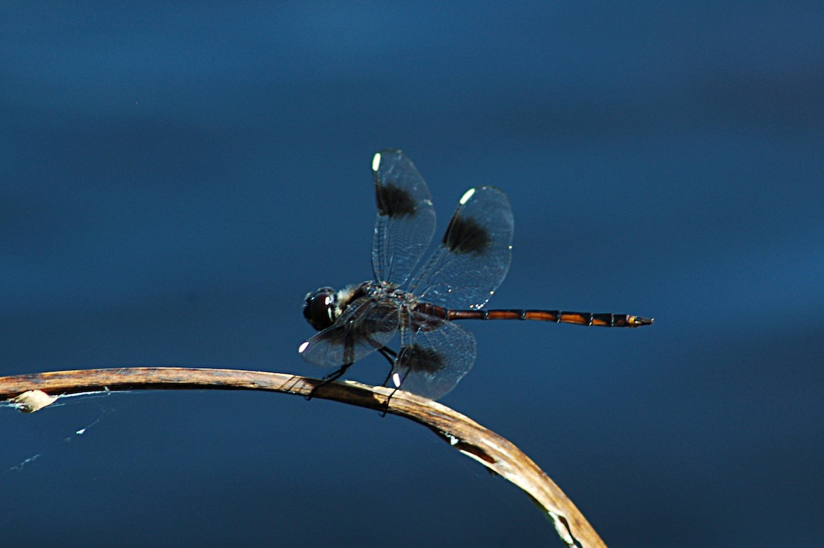 Four-spotted Pennant - ML646768733