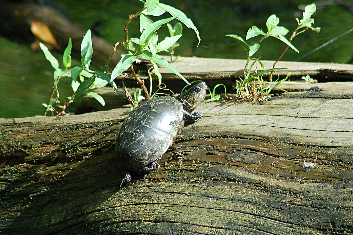 Eastern Mud Turtle - ML646768735