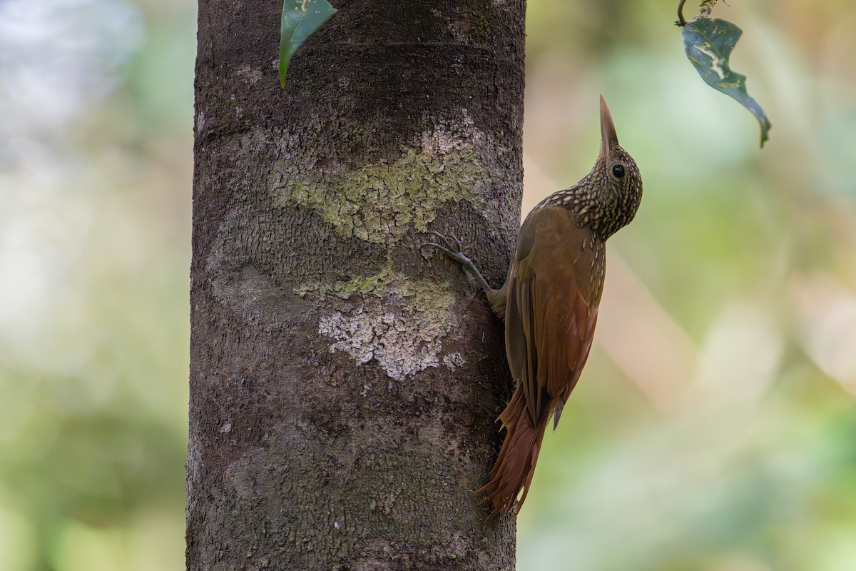 Striped Woodcreeper - ML646768736