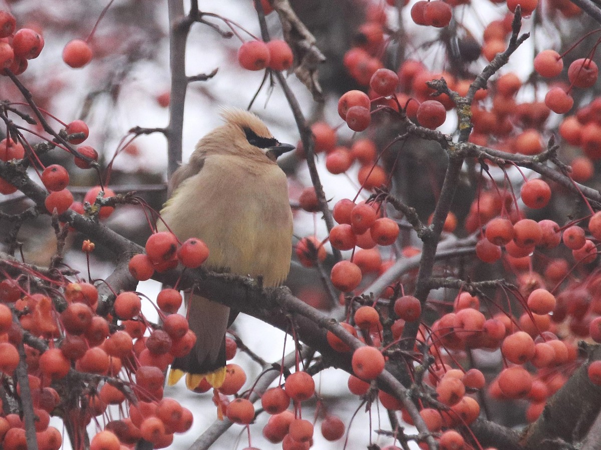 Jaseur d'Amérique - ML646768738
