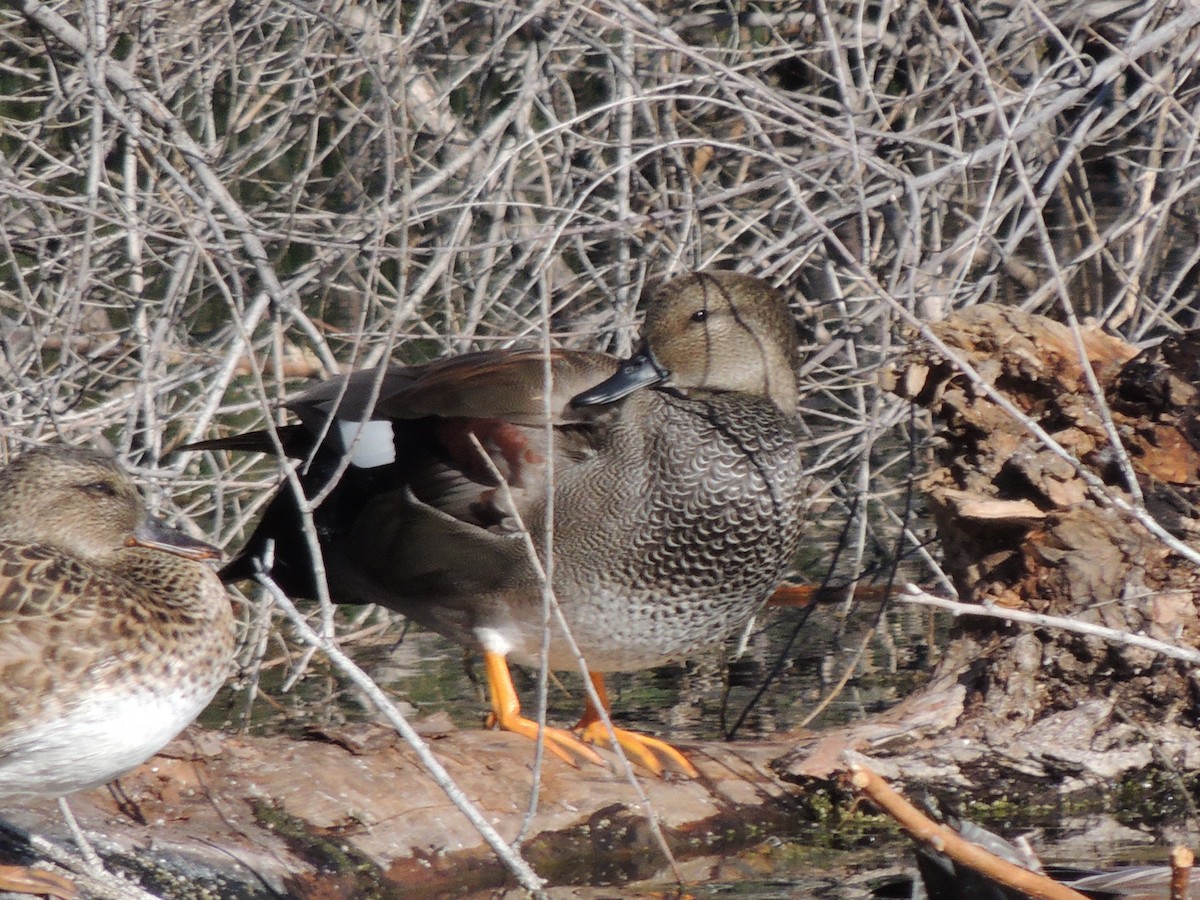 Boz Ördek - ML646768739