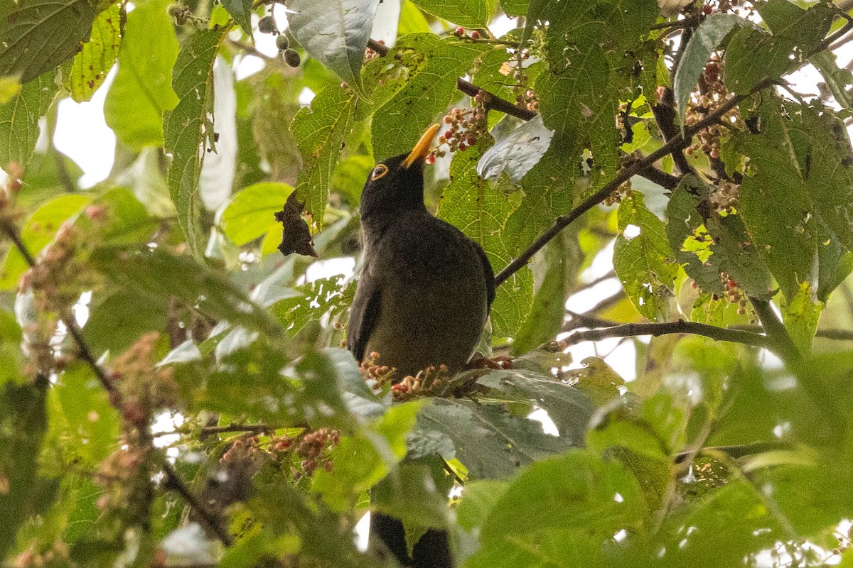 Black-hooded Thrush - ML646768740