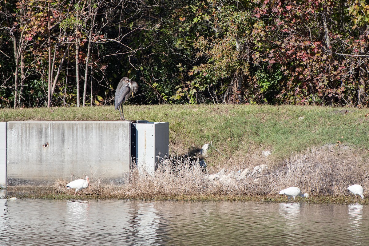 Kanadareiher - ML646768741