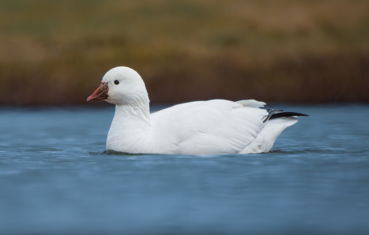 אווז קנדי - ML646768742