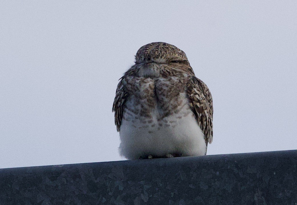 Engoulevent sable - ML646768743