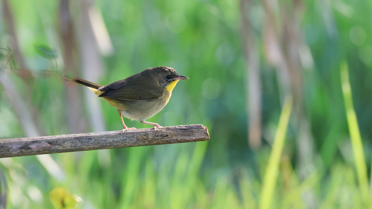 Mascarita Común - ML646768747