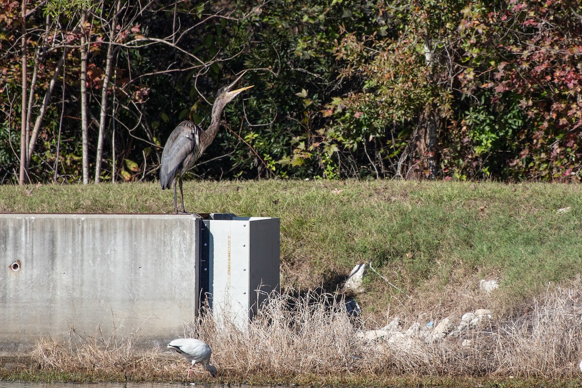 Kanadareiher - ML646768750