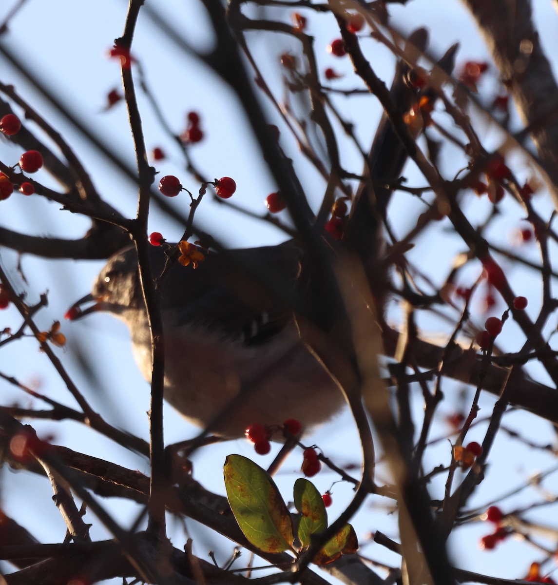 Northern Mockingbird - ML646768751