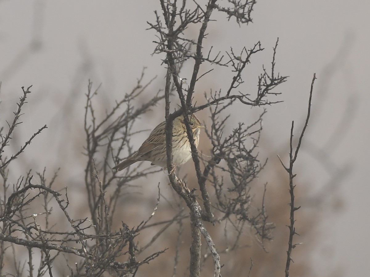 Lincoln's Sparrow - ML646768756