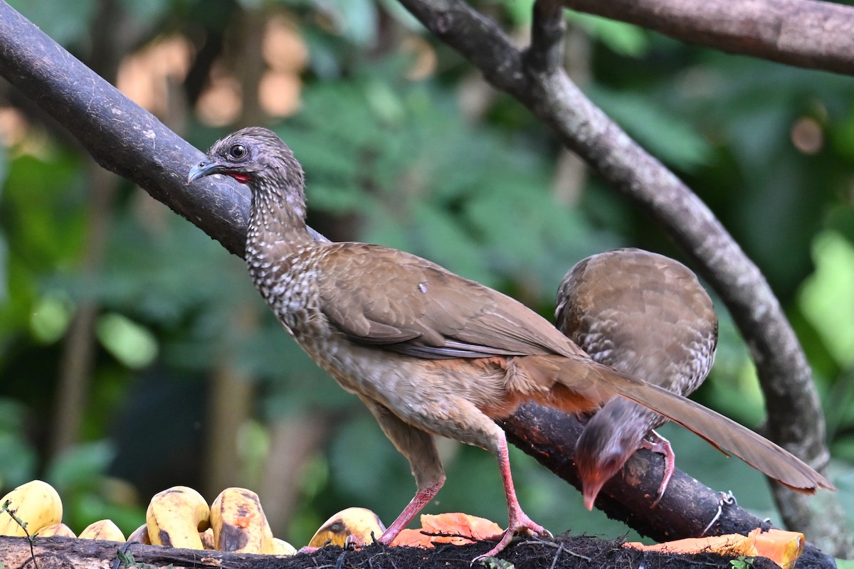 Ortalide maillée - ML646768757