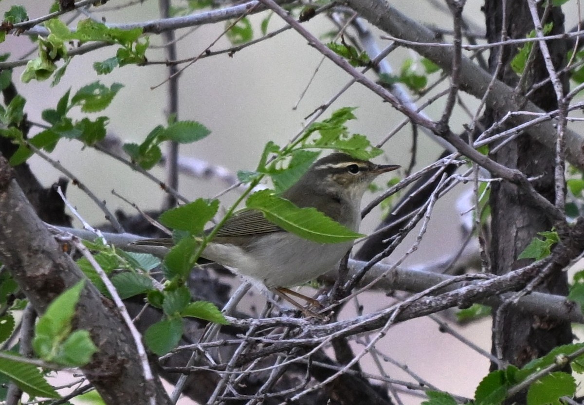 Dusky Warbler - ML646768758
