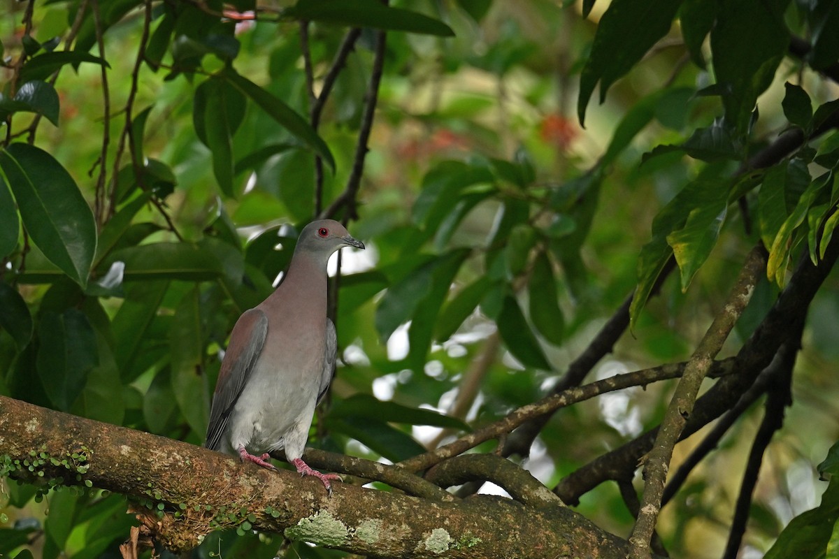 Pigeon rousset - ML646768759