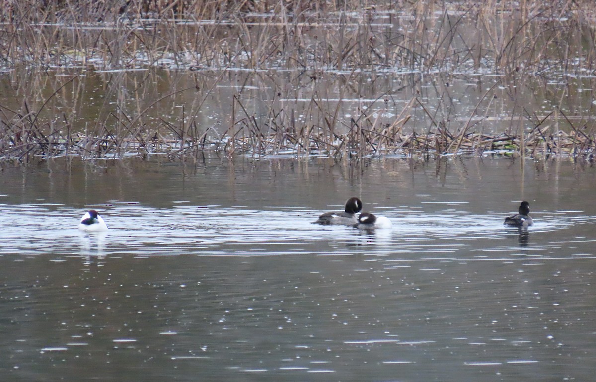 bøffeland - ML646768760