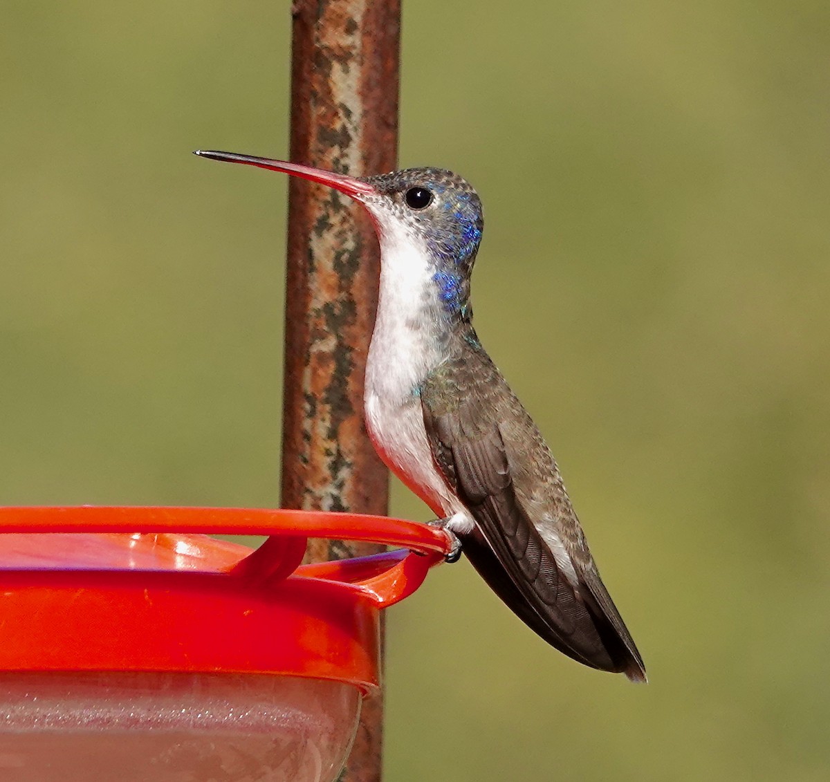 Violet-crowned Hummingbird - ML646768762