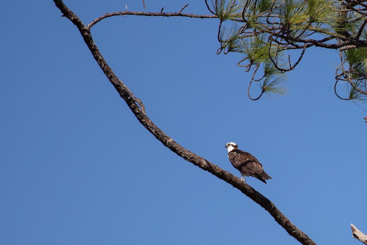 Fischadler - ML646768764