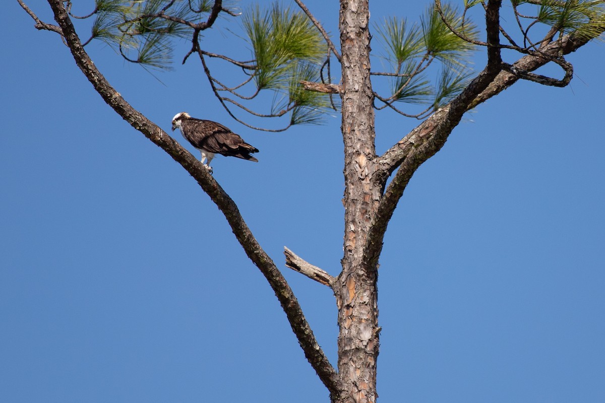 Fischadler - ML646768765