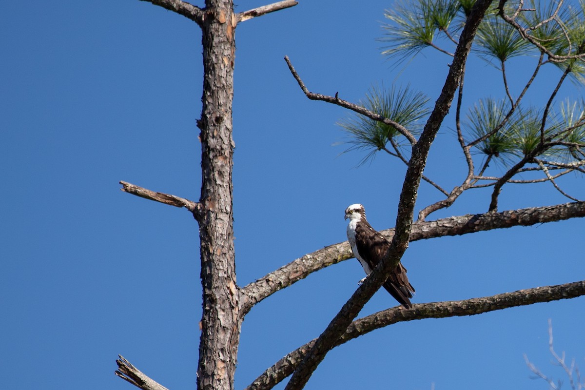 Fischadler - ML646768766