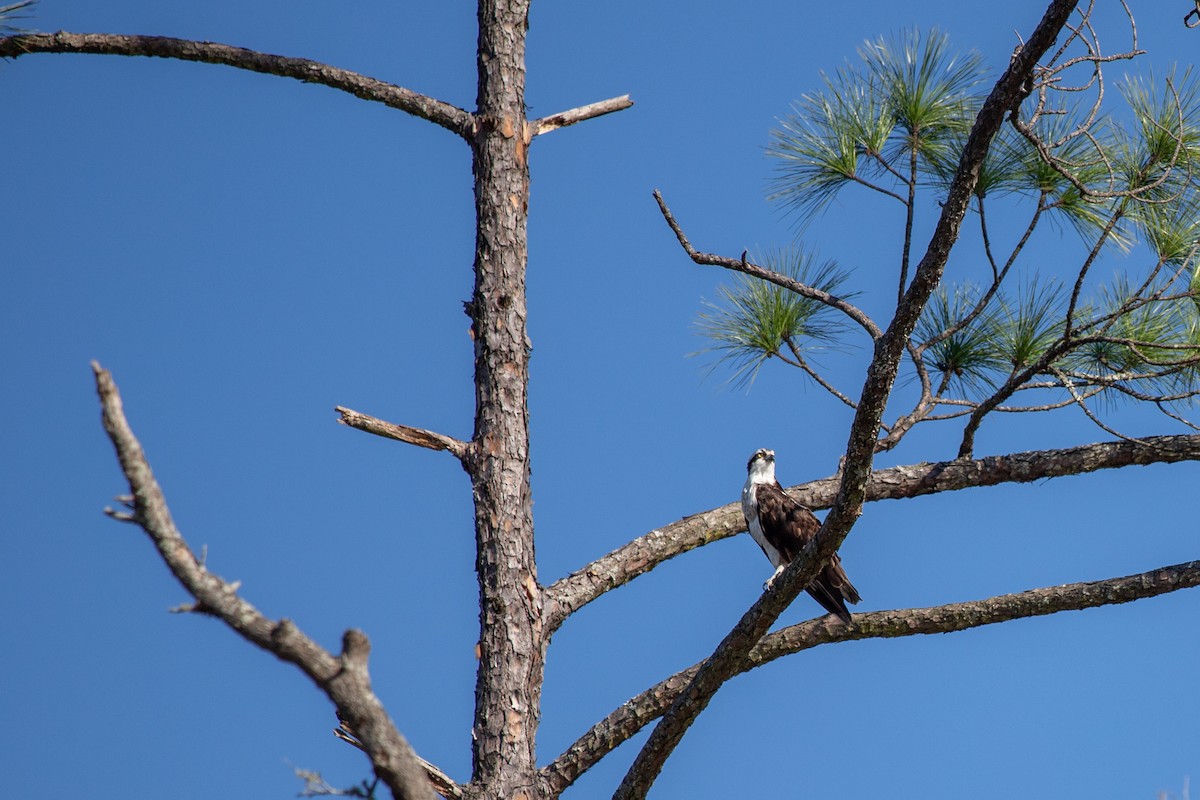 Fischadler - ML646768767