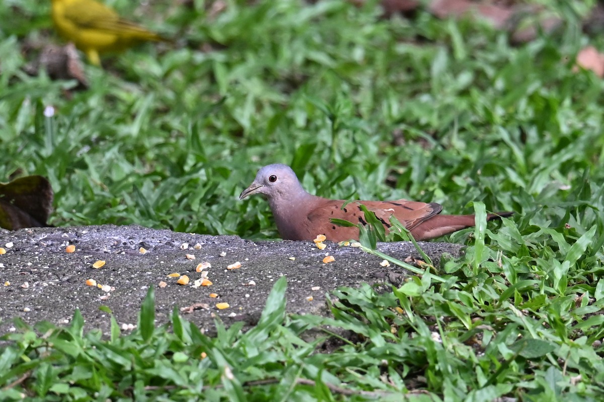 Colombe rousse - ML646768769