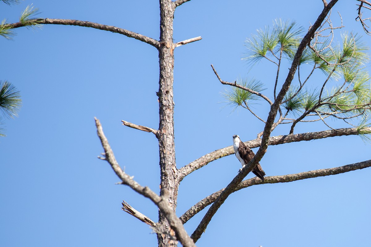 Fischadler - ML646768770