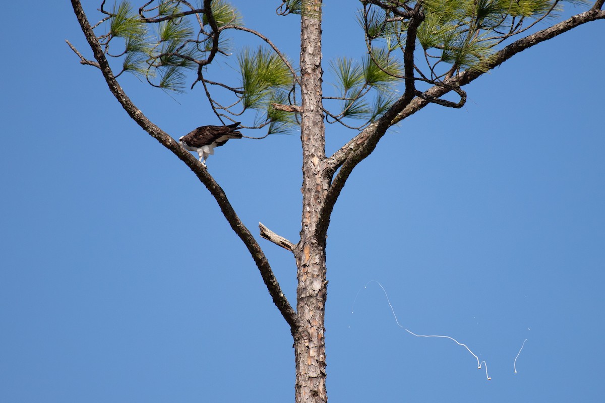 Fischadler - ML646768771