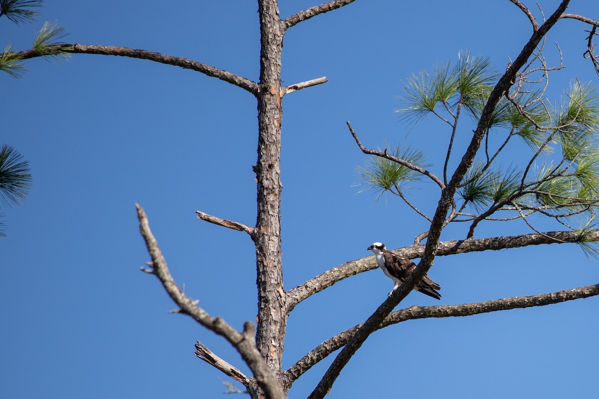 Fischadler - ML646768772