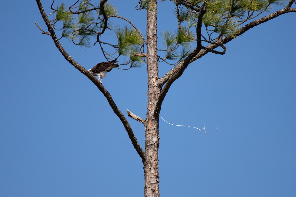 Fischadler - ML646768773