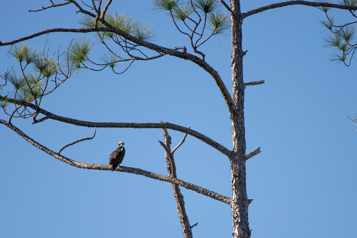 Fischadler - ML646768774