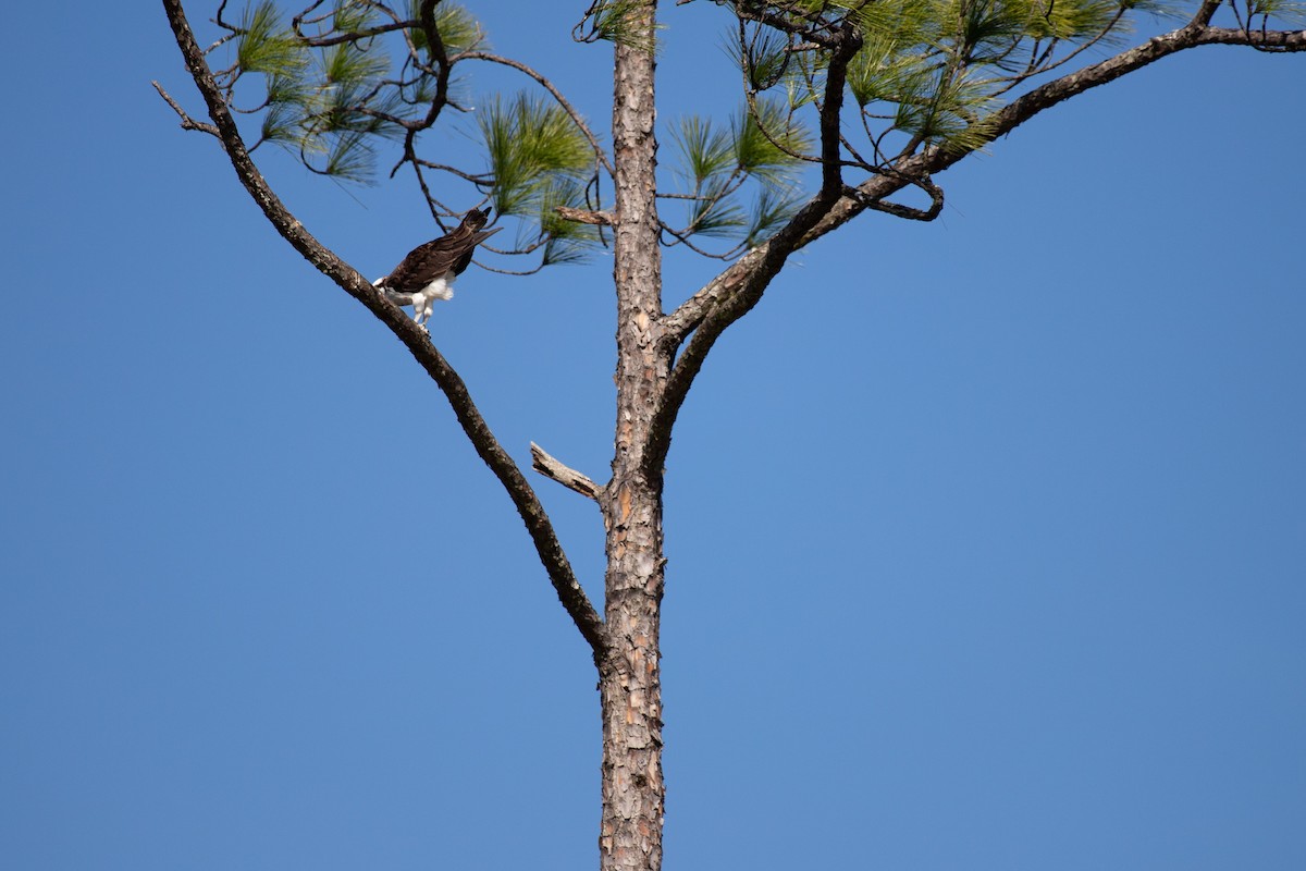 Fischadler - ML646768775