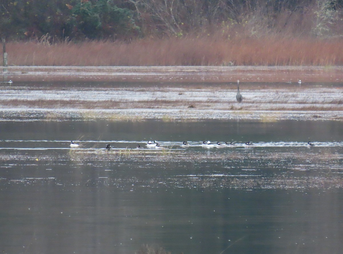 bøffeland - ML646768779