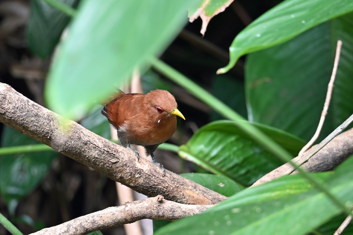 Petit Piaye - ML646768781