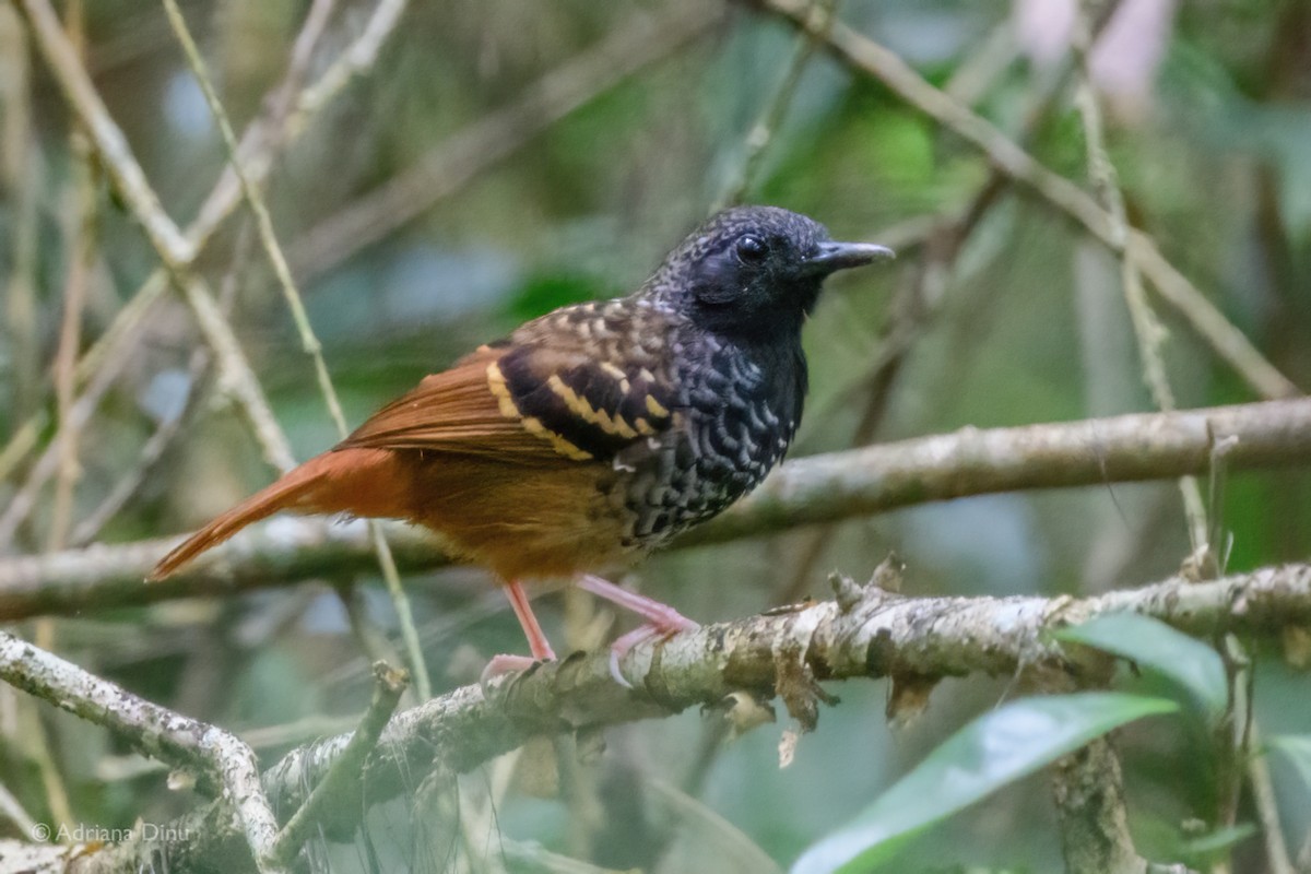 Scalloped Antbird - ML646768782