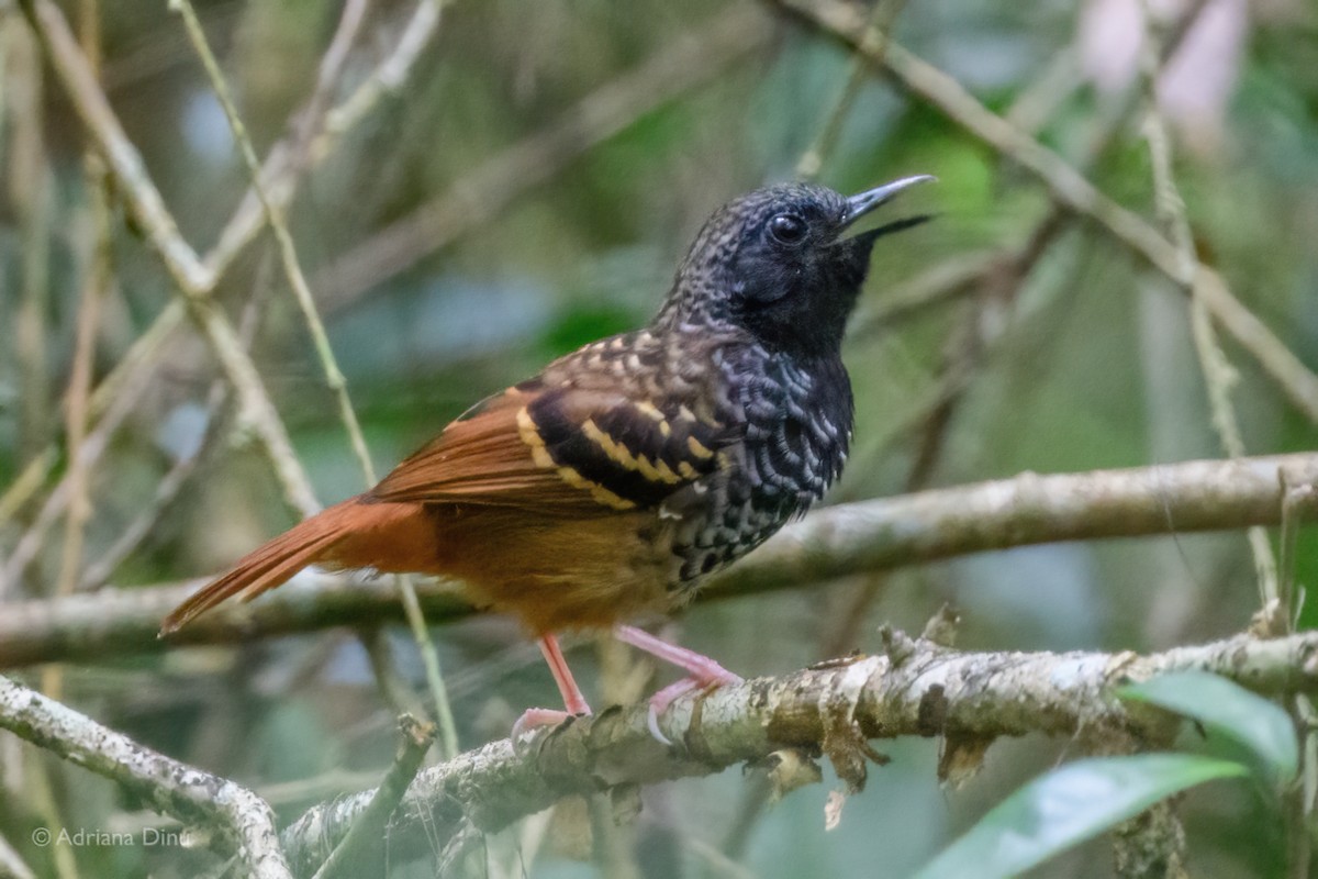 Scalloped Antbird - ML646768783