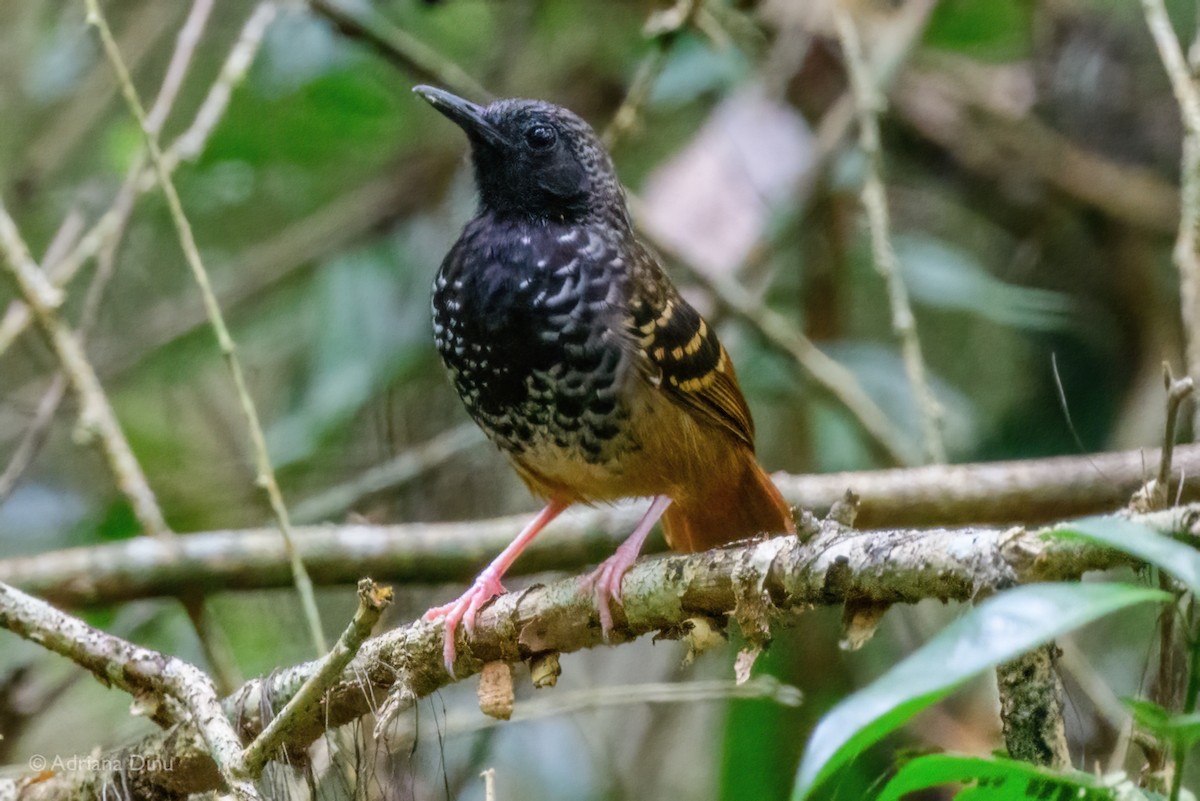 Scalloped Antbird - ML646768784
