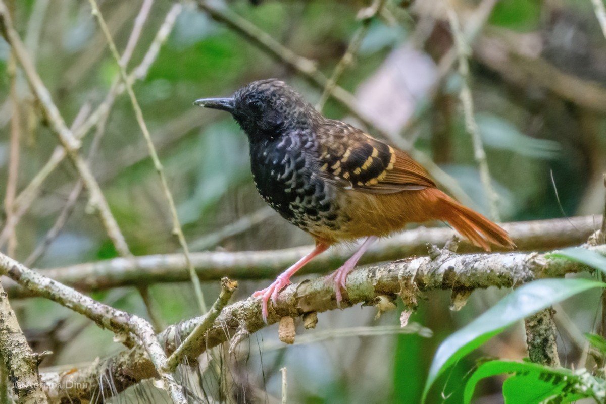 Scalloped Antbird - ML646768785