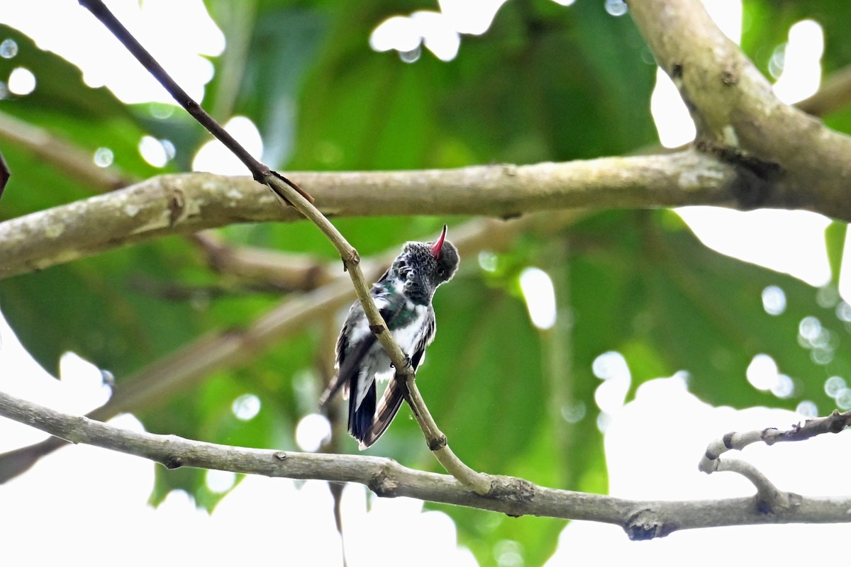 Ariane de Linné - ML646768789