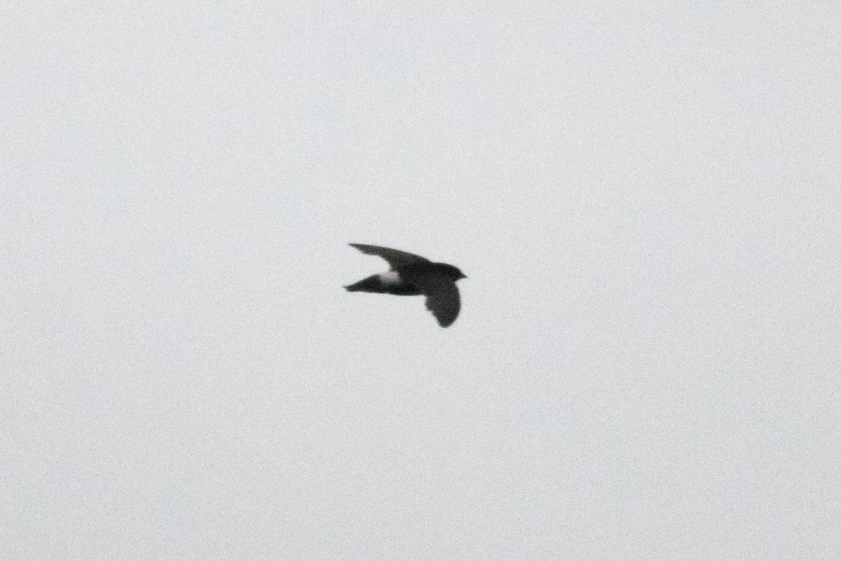 Haussegler - ML646768790