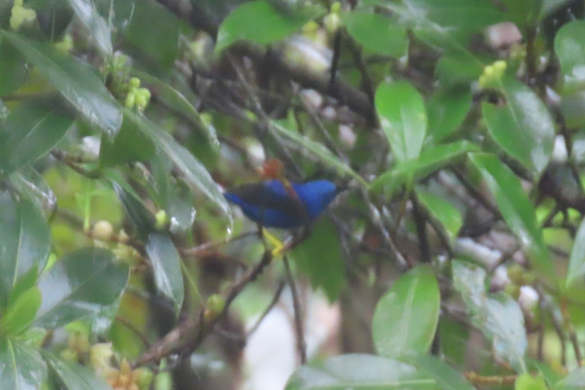 purpurhonningkryper - ML646768792