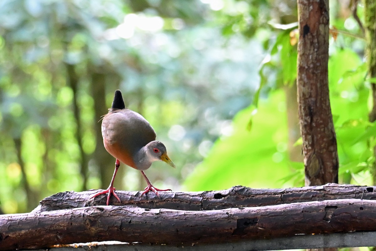 Râle de Cayenne - ML646768795