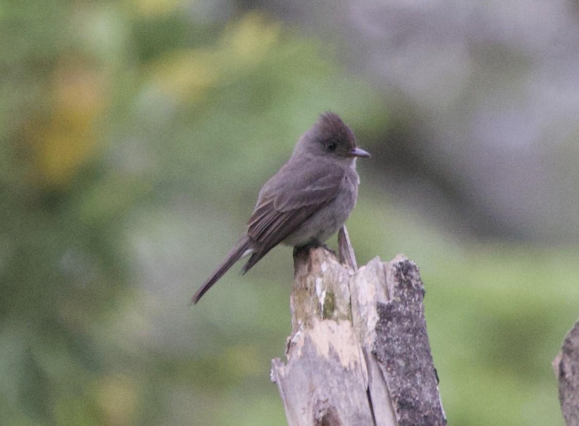 sørtropepivi - ML646768801