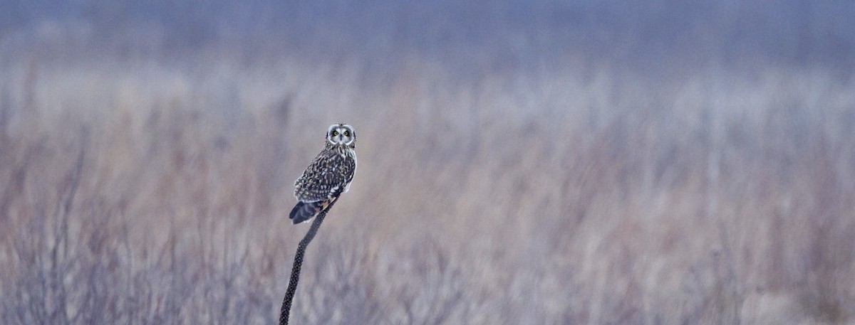 Zingira-hontza - ML646768802